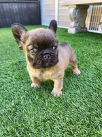 Fluffy Bear , a male French Bulldog for sale in Las Vegas, NV – Photo 4 of 9