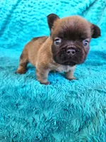 Fluffy Bear , a male French Bulldog for sale in Las Vegas, NV – Photo 8 of 8