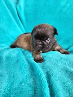Chocolate , a male French Bulldog for sale in Las Vegas, NV – Photo 6 of 6