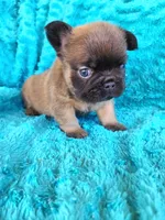 Fluffy Bear , a male French Bulldog for sale in Las Vegas, NV – Photo 2 of 8