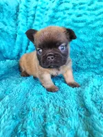 Fluffy Bear , a male French Bulldog for sale in Las Vegas, NV – Photo 3 of 8