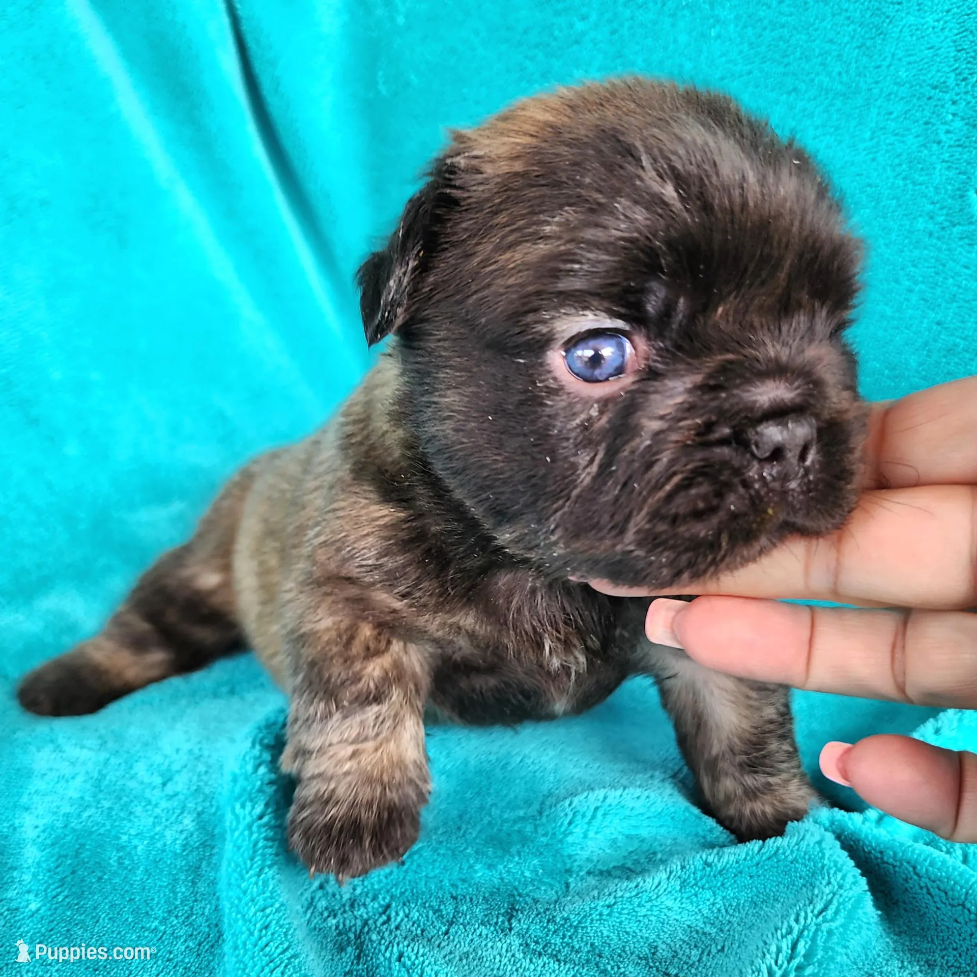 Chocolate , a male French Bulldog for sale in Las Vegas, NV – Photo 2 of 6