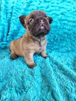 Fluffy Bear , a male French Bulldog for sale in Las Vegas, NV – Photo 5 of 8