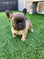 Fluffy Bear , a male French Bulldog for sale in Las Vegas, NV – Photo 1 of 9