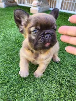 Fluffy Bear , a male French Bulldog for sale in Las Vegas, NV – Photo 2 of 9