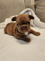 Coco Puff , a female French Bulldog for sale in Las Vegas, NV – 6 of 10
