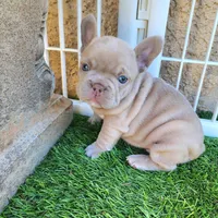 Lilly, a female French Bulldog for sale in Las Vegas, NV – Photo 5 of 8