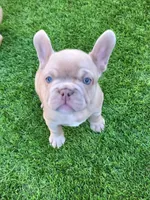 Lilly, a female French Bulldog for sale in Las Vegas, NV – Photo 2 of 8