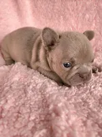 Lilly, a female French Bulldog for sale in Las Vegas, NV – Photo 6 of 8