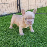 Lilly, a female French Bulldog for sale in Las Vegas, NV – Photo 4 of 8