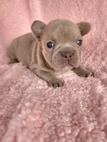 Lilly, a female French Bulldog for sale in Las Vegas, NV – Photo 7 of 8