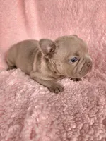Lilly, a female French Bulldog for sale in Las Vegas, NV – Photo 8 of 8