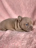 Lilly, a female French Bulldog for sale in Las Vegas, NV – Photo 3 of 8