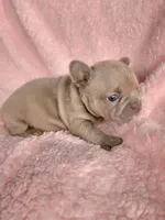 Lilly, a female French Bulldog for sale in Las Vegas, NV – Photo 5 of 8