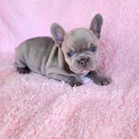 Lilly, a female French Bulldog for sale in Las Vegas, NV – Photo 6 of 8