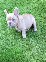 Lilly, a female French Bulldog for sale in Las Vegas, NV – Photo 8 of 8