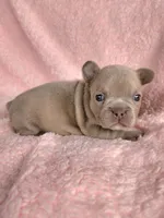 Lilly, a female French Bulldog for sale in Las Vegas, NV – Photo 4 of 8