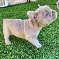 Lilly, a female French Bulldog for sale in Las Vegas, NV – Photo 7 of 8