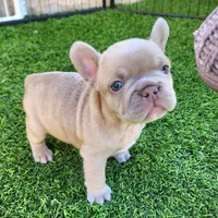 Lilly, a female French Bulldog for sale in Las Vegas, NV – Photo 3 of 8
