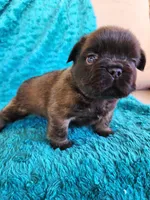 Chocolate Bear, a male French Bulldog for sale in Las Vegas, NV – Photo 7 of 9