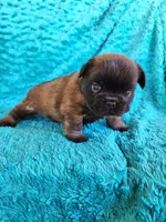 Chocolate Bear, a male French Bulldog for sale in Las Vegas, NV – Photo 8 of 9