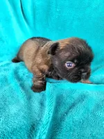 Fluffy Bear, a male French Bulldog for sale in Las Vegas, NV – Photo 7 of 7