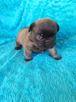 Chocolate Bear, a male French Bulldog for sale in Las Vegas, NV – Photo 9 of 9