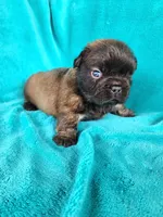 Fluffy Bear, a male French Bulldog for sale in Las Vegas, NV – Photo 2 of 7