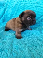 Chocolate Bear, a male French Bulldog for sale in Las Vegas, NV – Photo 3 of 9