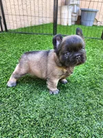 Chocolate Bear, a male French Bulldog for sale in Las Vegas, NV – Photo 4 of 8