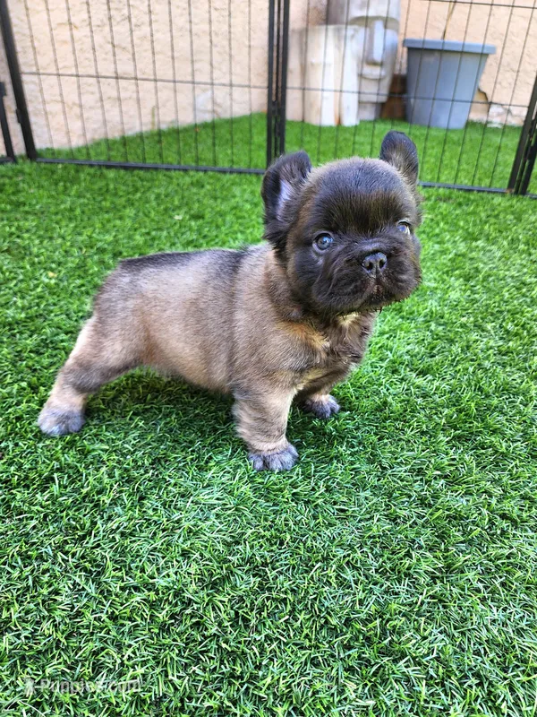 Chocolate Bear – French Bulldog puppy on hold in Las Vegas, NV