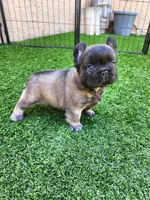 Chocolate Bear, a male French Bulldog for sale in Las Vegas, NV – Photo 1 of 8