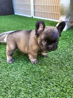 Chocolate Bear, a male French Bulldog for sale in Las Vegas, NV – Photo 7 of 8