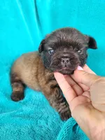 Fluffy Bear, a male French Bulldog for sale in Las Vegas, NV – Photo 5 of 7