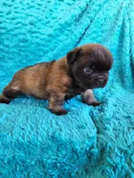 Chocolate Bear, a male French Bulldog for sale in Las Vegas, NV – Photo 6 of 9