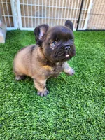 Chocolate Bear, a male French Bulldog for sale in Las Vegas, NV – Photo 8 of 8