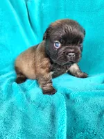 Fluffy Bear, a male French Bulldog for sale in Las Vegas, NV – Photo 6 of 7