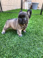 Chocolate Bear, a male French Bulldog for sale in Las Vegas, NV – Photo 2 of 8