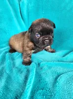 Fluffy Bear, a male French Bulldog for sale in Las Vegas, NV – Photo 4 of 7