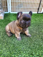 Chocolate Bear, a male French Bulldog for sale in Las Vegas, NV – Photo 5 of 8