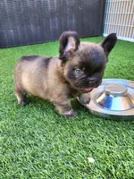 Chocolate Bear, a male French Bulldog for sale in Las Vegas, NV – Photo 6 of 8