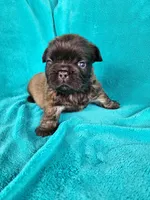 Fluffy Bear, a male French Bulldog for sale in Las Vegas, NV – Photo 3 of 7