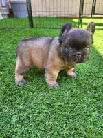 Chocolate Bear, a male French Bulldog for sale in Las Vegas, NV – Photo 3 of 8