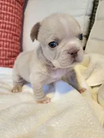 Winston , a male French Bulldog for sale in Las Vegas, NV – 6 of 10