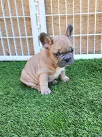 Prince, a male French Bulldog for sale in Las Vegas, NV – Photo 7 of 10
