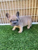 Prince, a male French Bulldog for sale in Las Vegas, NV – Photo 1 of 10