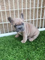 Prince, a male French Bulldog for sale in Las Vegas, NV – Photo 2 of 10