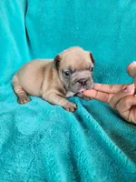 Prince, a male French Bulldog for sale in Las Vegas, NV – Photo 4 of 6