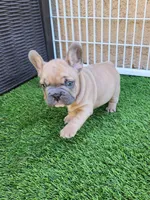 Prince, a male French Bulldog for sale in Las Vegas, NV – Photo 10 of 10