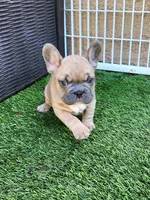 Prince, a male French Bulldog for sale in Las Vegas, NV – Photo 8 of 10